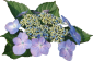 額紫陽花(2)