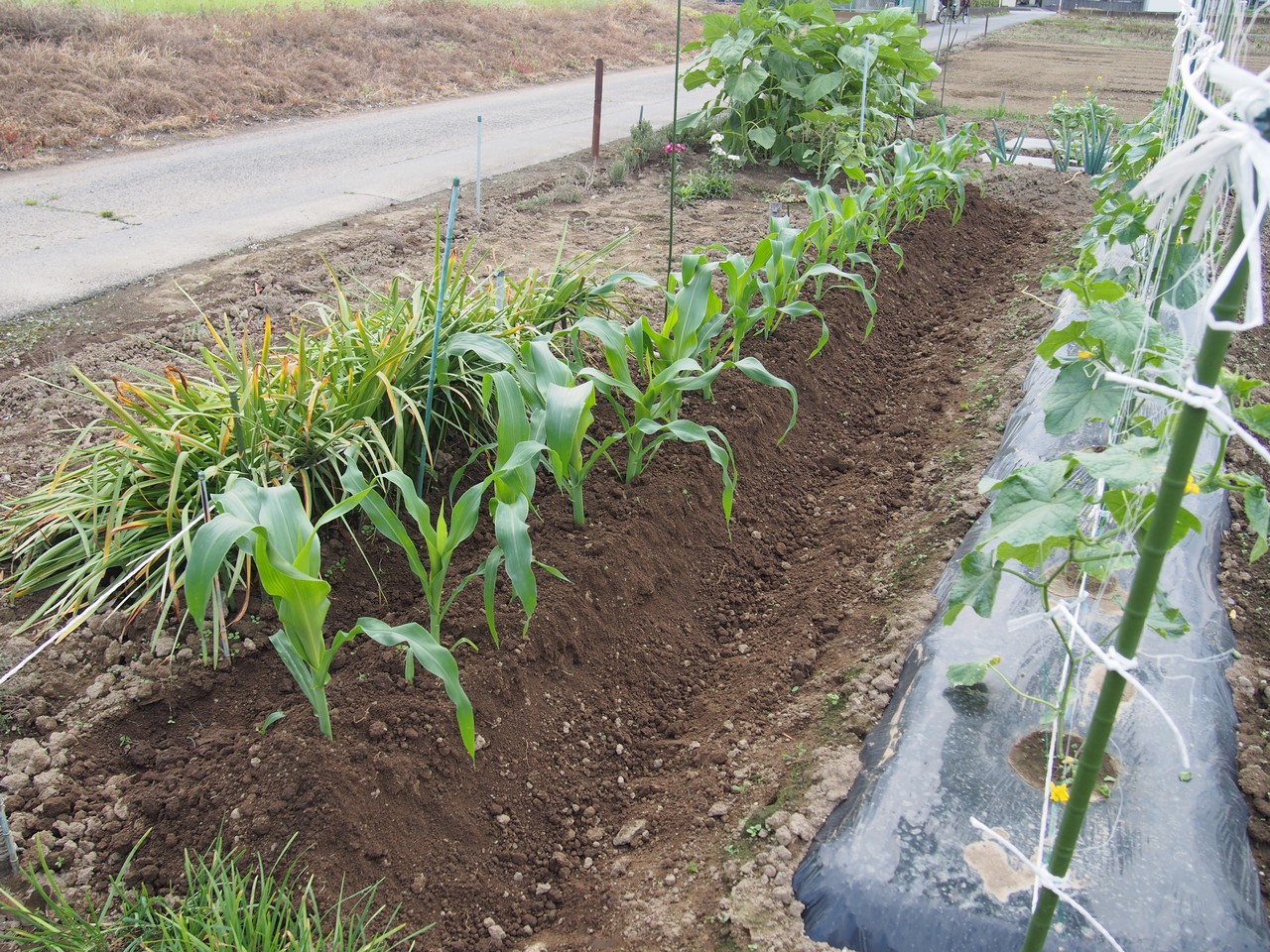 無農薬の野菜づくりは 難しい