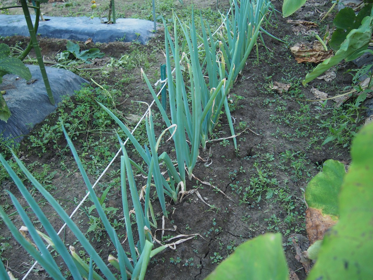 長ネギ の 植え 方