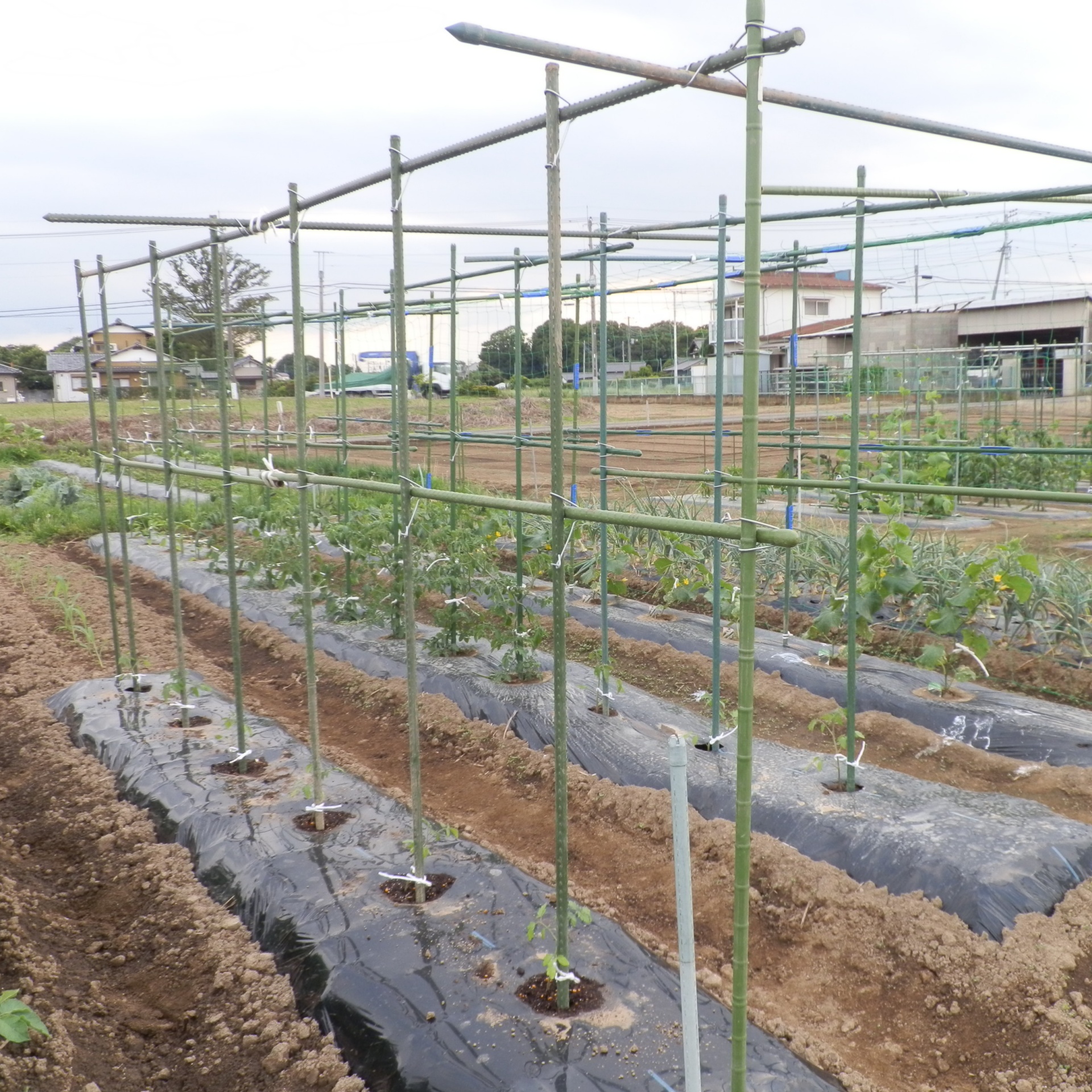 無農薬の野菜づくりは 難しい